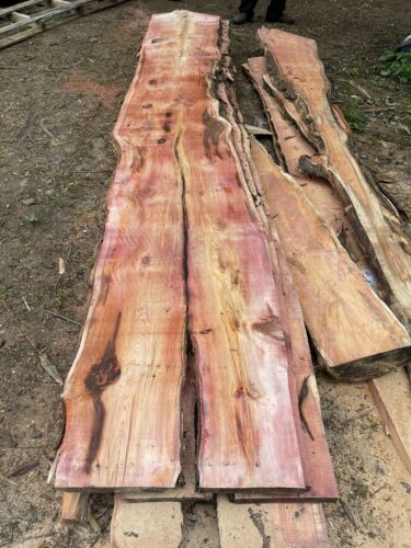 English Yew Waney Edge Boards 40mm thick